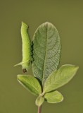 Rups van Pauwoogpijlstaart / Caterpillar of Eyed Hawk-moth