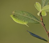 Rups van Pauwoogpijlstaart / Caterpillar of Eyed Hawk-moth