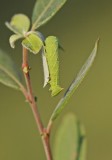 Rups van Pauwoogpijlstaart / Caterpillar of Eyed Hawk-moth
