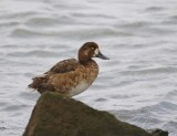 Topper / Greater Scaup