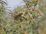 Goudhaantje / Goldcrest