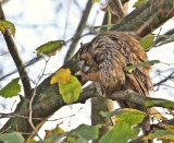 Ransuil / Long-eared Owl