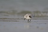 Drieteenstrandloper / Sanderling