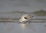 Drieteenstrandloper / Sanderling