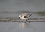 Drieteenstrandloper / Sanderling