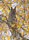 Ransuil / Long-eared Owl