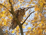 Ransuil / Long-eared Owl