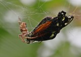 Kruisspin met Passiebloemvlinder / European Garden Spider with exotic butterfly