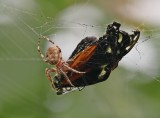 Kruisspin met Passiebloemvlinder / European Garden Spider with exotic butterfly