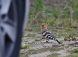 Hop / Eurasian Hoopoe