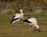 Ooievaar / White Stork