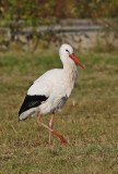 Ooievaar / White Stork