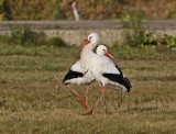 Ooievaar / White Stork