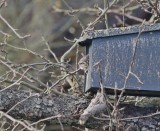 Steenuil / Little Owl