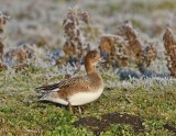 Smient / Eurasian Wigeon