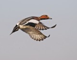 Smient / Eurasian Wigeon