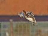 Smient / Eurasian Wigeon