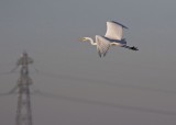 Grote Zilverreiger / Great White Egret