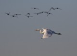 Grote Zilverreiger / Great White Egret