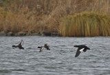 Grote Zee-eend / Velvet Scoter
