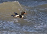 Middelste Zaagbek / Red-breasted Merganser