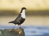Zwartbuikwaterspreeuw / Black-bellied Dipper