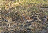 IJsgors / Lapland Bunting