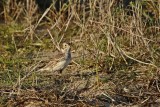 IJsgors / Lapland Bunting