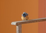 Oosterse Zwarte Roodstaart / Eastern Black Redstart