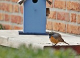 Oosterse Zwarte Roodstaart / Eastern Black Redstart