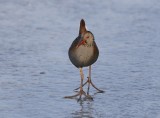 Waterral / Water Rail