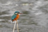IJsvogel / Common Kingfisher