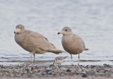 Grote Burgemeester / Glaucous Gull
