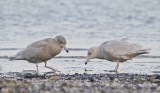 Grote Burgemeester / Glaucous Gull
