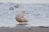 Grote Burgemeester / Glaucous Gull