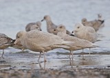 Kleine Burgemeester met Grote Burgemeester / Iceland Gull with Glaucous Gull