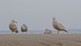 Grote Burgemeester / Glaucous Gull