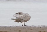 Kleine Burgemeester / Iceland Gull
