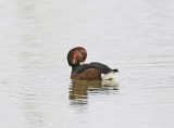 Witoogeend / Ferruginous Duck