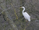 Grote Zilverreiger / Great White Egret