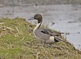 Pijlstaart / Northern Pintail