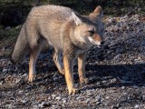 Fox at Ensenada