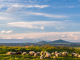 Sheep on Çabrat Hill