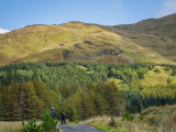 Forest near Leenane