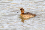 Scaup Scouting