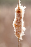 Cattail Kabosh