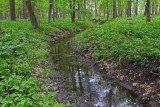 Winding Through the Woods