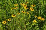 Summer Prairie Garden