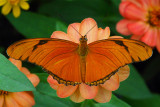 Enticing Orange
