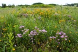 Prairie on the Rock